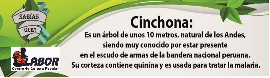 cinchona_11111.jpg