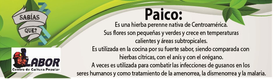 paico_1111.jpg