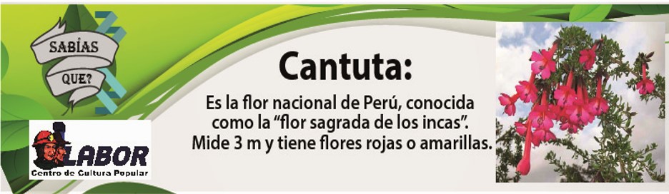 cantuta_31_de_agosot.jpg